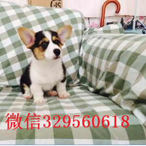 铜川哪里出售纯种柯基犬双色柯基 三色柯基犬