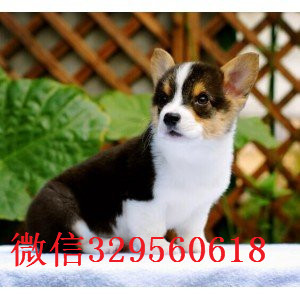 铜陵威尔士柯基犬出售 纯种柯基幼犬三色两色均可挑选