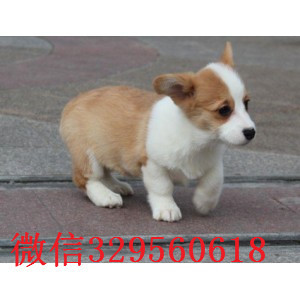 哈尔滨哪里出售纯种柯基犬柯基幼犬出售中疫苗