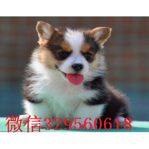 岳阳哪里能买到双色柯基 三色柯基疫苗齐全 包