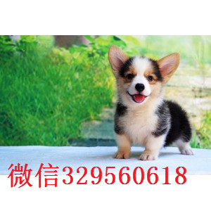 延安出售纯种柯基犬双色柯基 三色柯基犬舍直销柯基柯基狗场