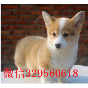 南平哪里能买到短腿柯基犬舍直销柯基柯基图片