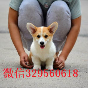 鸡西哪里出售纯种柯基犬柯基幼犬出售中疫苗齐