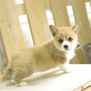 呼和浩特哪里有卖柯基犬 双色三色柯基幼犬多