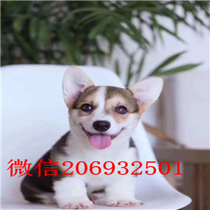 [出售]专业繁殖的二色三色纯种柯基宝宝赛级品