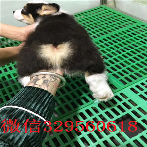 萍乡出售纯种柯基犬柯基幼犬出售中疫苗齐全 包健康柯基狗场