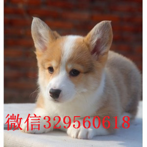 聊城哪里出售纯种柯基犬高品质柯基幼犬精品柯