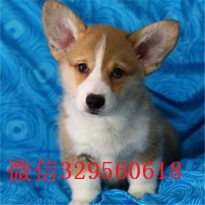 鹤岗哪里出售纯种柯基犬柯基幼犬出售中疫苗齐全 包健康柯基图片