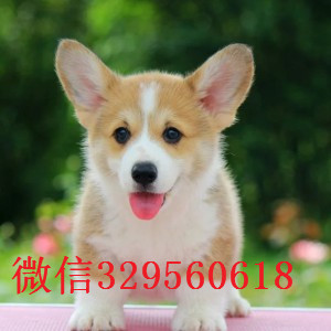 鸡西哪里出售纯种柯基犬柯基幼犬出售中疫苗齐全 包健康柯基价格