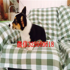 九江出售纯种柯基犬柯基幼犬出售中疫苗齐全 