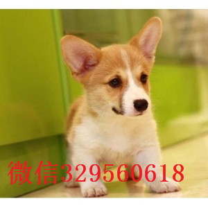 黄石出售纯种柯基犬柯基幼犬出售中精品柯基双色柯基价格