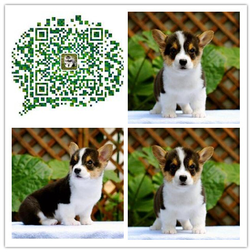 成都哪里有卖柯基幼犬 成都哪里出售柯基犬 成