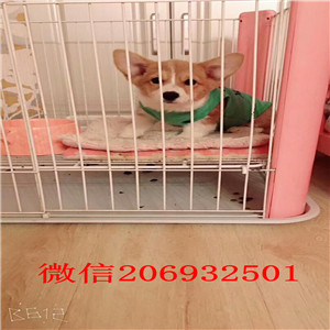 沈阳出售纯种柯基幼犬 柯基多少钱一只 纯种三