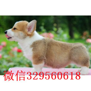 鸡西哪里出售纯种柯基犬柯基幼犬出售中疫苗齐全 包健康柯基价格