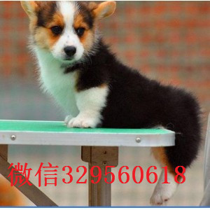廊坊出售纯种柯基犬短腿柯基犬舍直销柯基三色