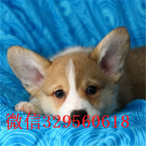 荆州出售纯种柯基犬短腿柯基柯基多少钱柯基狗