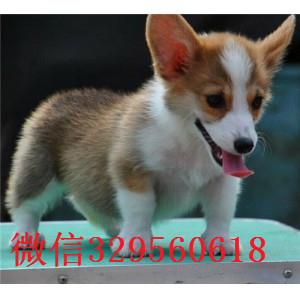 长治带证书的柯基犬多少钱一只  全国柯基幼犬