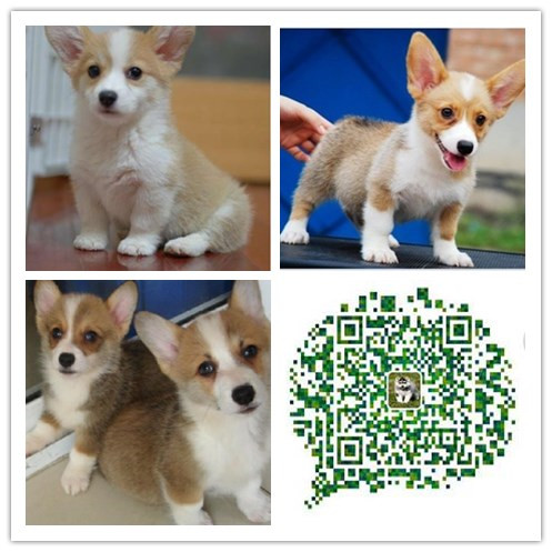 成都哪里有卖柯基幼犬 成都哪里出售柯基犬 成都出售柯基