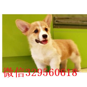 温州出售纯种柯基犬高品质柯基幼犬疫苗齐全 