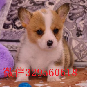 吉林出售纯种柯基犬柯基犬舍犬舍直销柯基双色柯基价格