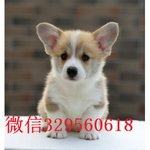 温州的柯基多少钱  柯基犬舍 柯基价格 柯基图