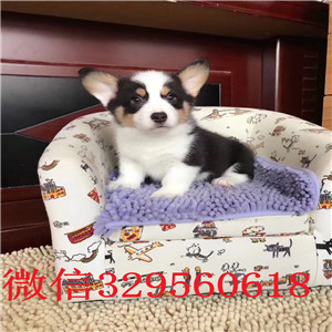 萍乡出售纯种柯基犬柯基幼犬出售中疫苗齐全 包健康柯基狗场
