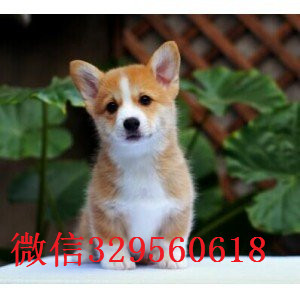 黄山出售双血统赛级精品柯基幼犬  包纯种健康