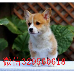 吉林出售纯种柯基犬柯基犬舍犬舍直销柯基双色柯基价格