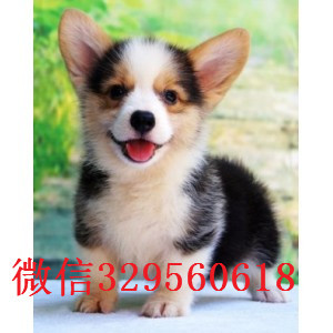 荆门出售纯种柯基犬短腿柯基犬舍直销柯基柯基