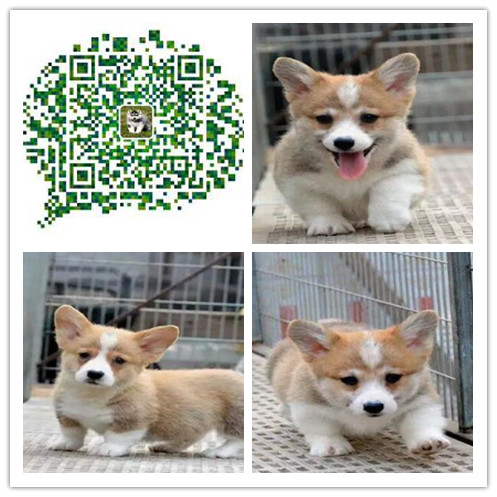 成都哪里有卖柯基幼犬 成都哪里出售柯基犬 成都出售柯基