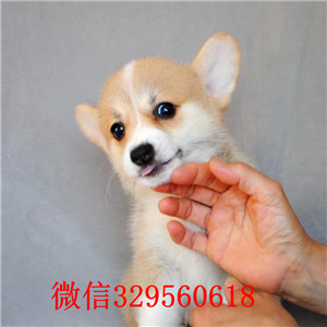 湖南省湘潭市哪里出售柯基幼犬,柯基幼犬多少