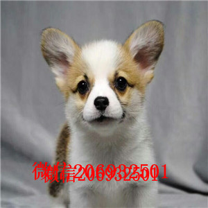 柯基，两个半月的的柯基崽子待售 