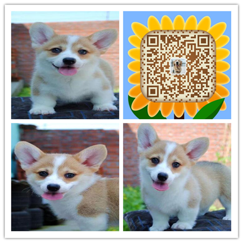 合肥哪里买家养柯基犬 合肥哪里有卖家养柯基