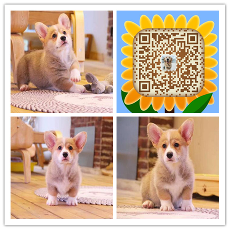 合肥哪里买狗便宜 合肥哪里有卖纯种柯基犬 合