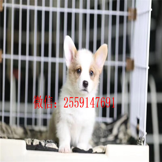 青岛双色柯基多少钱 青岛柯基犬舍 青岛哪里卖