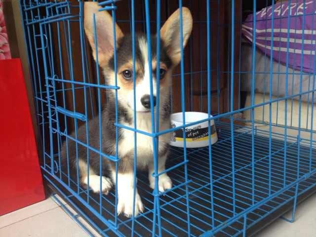 武汉哪里能买到柯基犬 哪里卖的柯基更便宜 黄