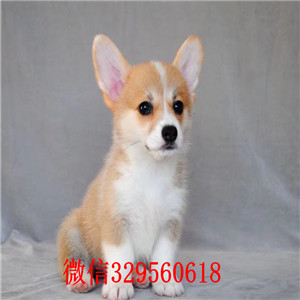  盘锦哪里卖柯基犬 纯种柯基犬多少钱一只 双