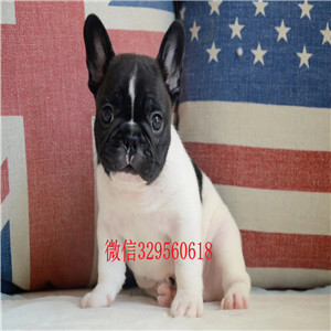 九江哪里能买到柯基犬双色柯基犬双血统柯基犬