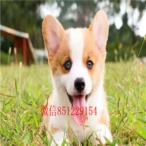 出售极品柯基幼犬完美品相品质优良诚信为本 