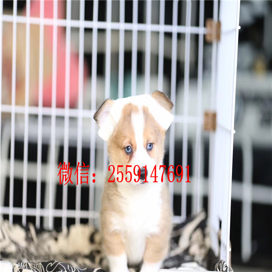 十堰哪里有纯种柯基出售 十堰柯基犬舍 十堰三色柯基多少钱一只