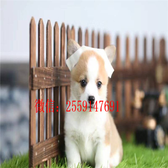 衡阳哪里有纯种柯基出售 衡阳柯基犬舍 衡阳三