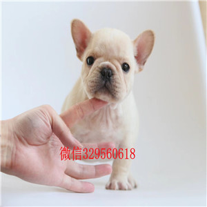 铁岭哪里能买到柯基犬柯基犬图片双血统柯基犬威尔士三色柯基犬