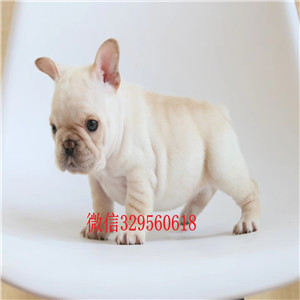 铁岭哪里能买到柯基犬柯基犬图片双血统柯基犬