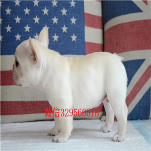 北?？禄兹鍪廴禄恐中《掏雀鲂钥? width=80px height=80px /></div><div   id=