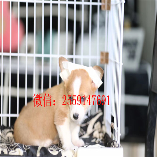 襄樊哪里卖的柯基便宜 襄樊哪里有柯基犬舍 襄