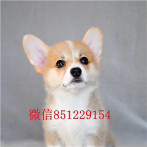 合肥出售柯基。打完疫苗证书齐全包健康可上门