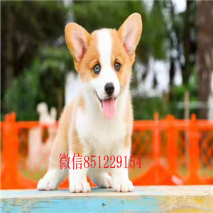 哈尔滨售精品两色三色柯基犬通脖通缝纯种健康