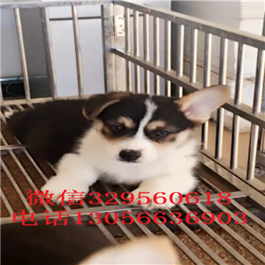 金昌柯基幼犬出售柯基犬图片纯种威尔士柯基幼