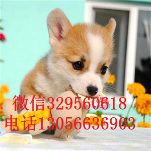 昌吉纯种柯基幼犬宝宝柯基多少钱一只双血统柯