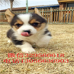 常德纯种柯基幼犬宝宝纯种柯基犬短腿柯基三通柯基犬幼犬